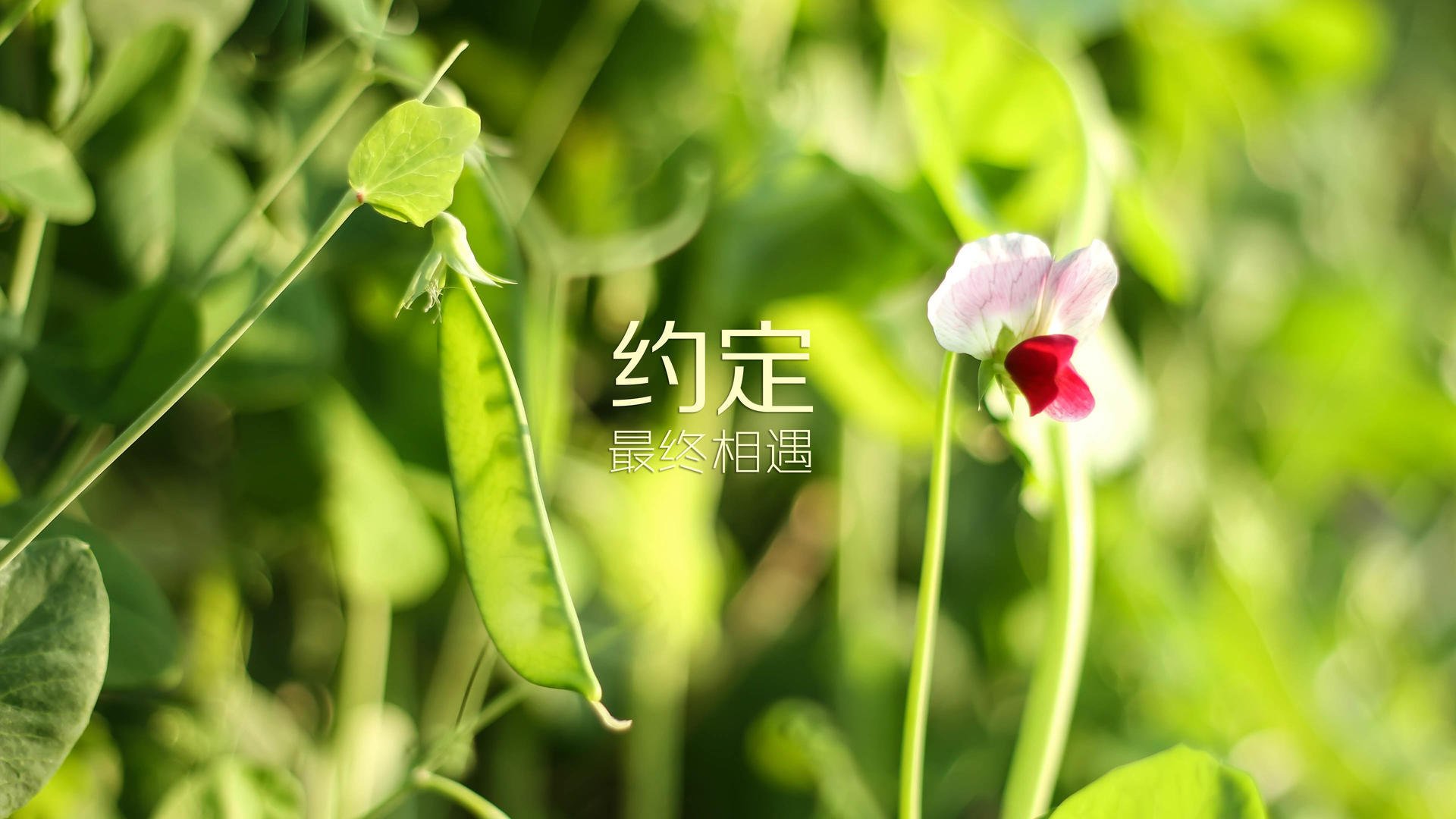 弱旅神话,澳大利亚最不可能的一场胜利,法比尼奥如何用一脚定义比赛?