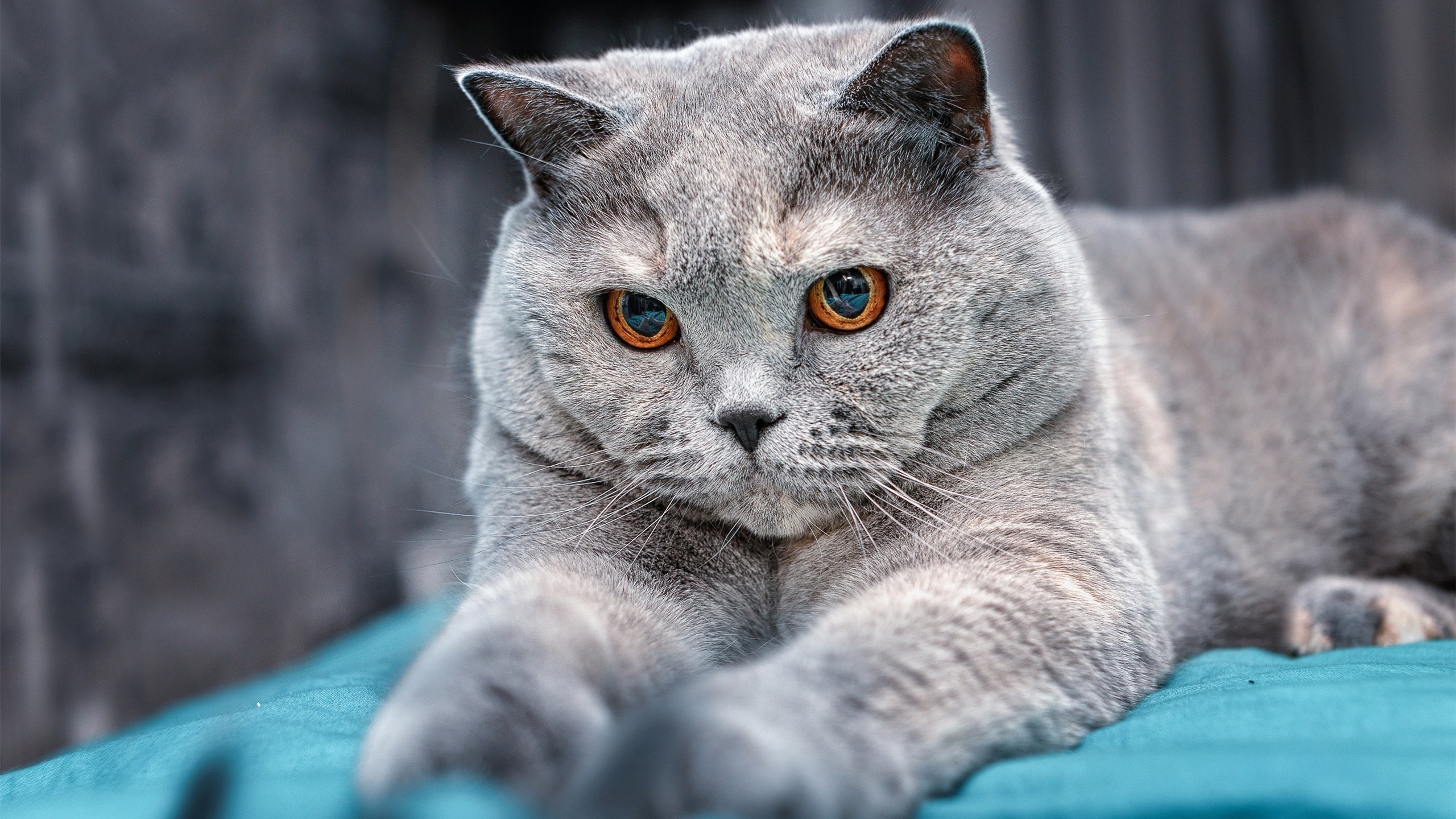 末节之王，劳塔罗在世界排名之夜上演绝杀